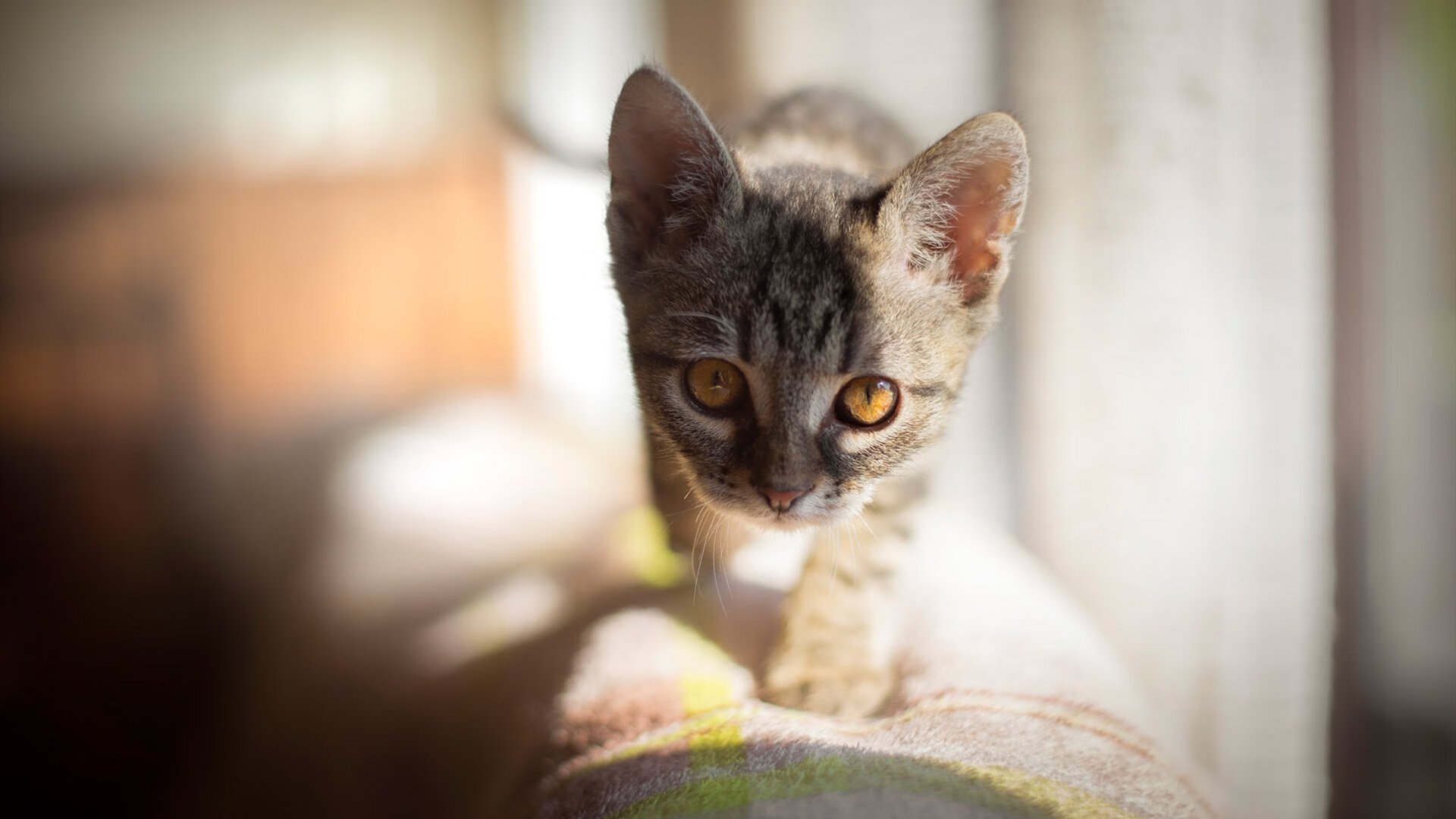 冰与火之歌，国米的精密机器碾压雷恩，贝林厄姆在德甲上演个人英雄主义