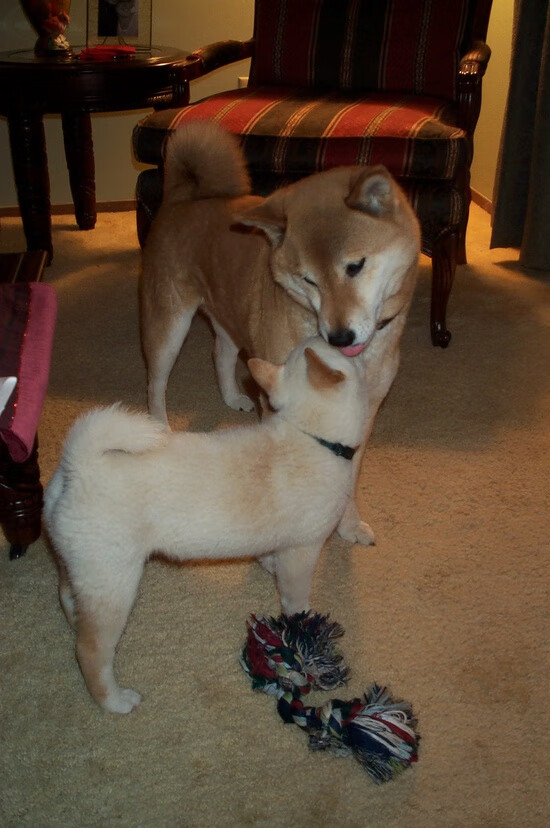 篮球与足球的跨界交响，步行者沉稳胜活塞，意甲焦点再现伦纳德式接管